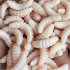 50pcs artificial soft maggot grub fishing lure bait